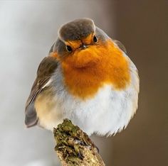 a small bird sitting on top of a tree branch