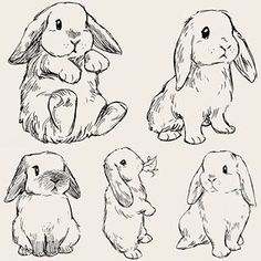 four rabbits sitting and standing in different positions