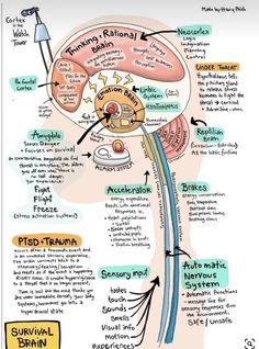 Mental Reminder, Therapy Infographic, Organisational Behaviour, Brain Diagram, Therapists Office, Nervus Vagus, Mental Health Activities, Exam Day