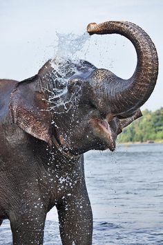 an elephant splashing water with its trunk