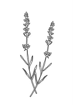 a black and white drawing of two lavender flowers on a white background, with the stems sprouting out