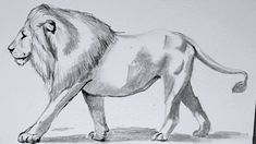 a pencil drawing of a lion walking