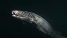 a shark with its mouth open in the water