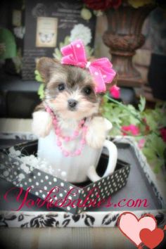 a small dog sitting in a coffee cup with pink bows on it's head