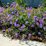 some purple flowers are growing in the sand