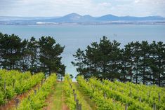 a vineyard with trees and water in the background