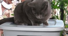 a gray cat sitting on top of a trash can