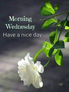 a white flower with the words morning wednesday on it