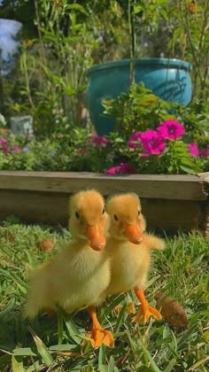 two baby ducks are sitting in the grass