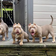 three puppies are standing in front of a door with their mouths open and tongue out