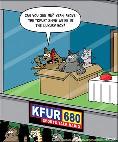 the cartoon is about cats in a box