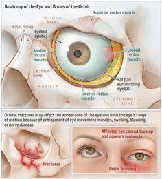 the anatomy of the eye and its surrounding structures, including the external retraction