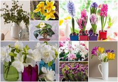 there are many different types of flowers in vases