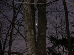 the moon is seen through the trees at night