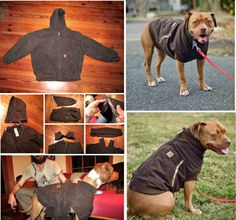 there are pictures of dogs wearing jackets and leashes on the ground, including a pitbull