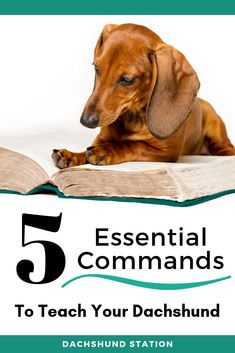 a dog laying on top of an open book with the title 5 essential commands to teach your dachshund