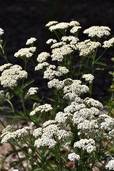 some white flowers are growing in the dirt