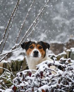 a brown and white dog standing in the snow next to some branches with snow falling on it