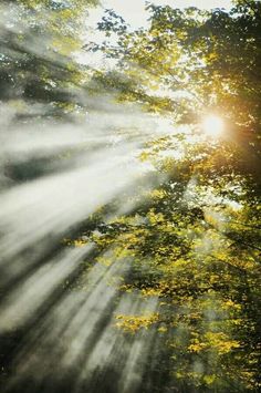 the sun shines through the trees and leaves