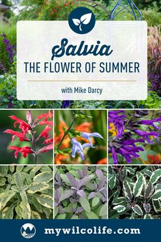 Summer is synonymous with Salvia! Learn why these plants are a must-have for your yard from garden expert, Mike Darcy, in our blog. Back To The Fuschia Salvia, Indigo Spires Salvia, Salvia Mystic Spires Blue