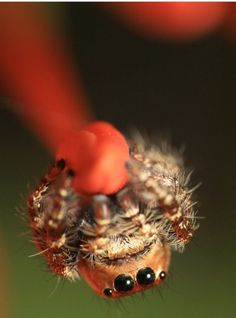 a close up view of a jumping spider with its head on it's back