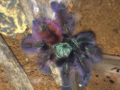 a purple and green spider sitting on top of a piece of wood