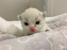 a small white kitten laying on top of a bed