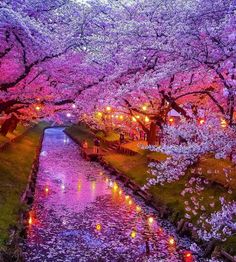 the river is full of pink flowers and lanterns