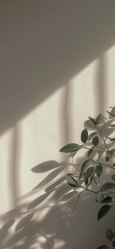 a plant casts a shadow on the wall