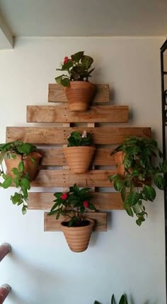 several potted plants are hanging on a wall