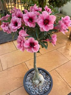 a potted plant with pink flowers in it