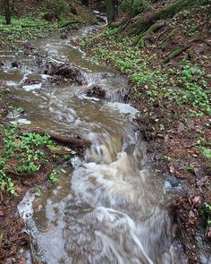 a small stream running through a forest filled with trees