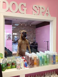 a dog standing on its hind legs in front of a window with bottles and shampoos