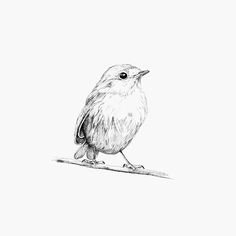 a black and white drawing of a bird sitting on a branch with one eye open