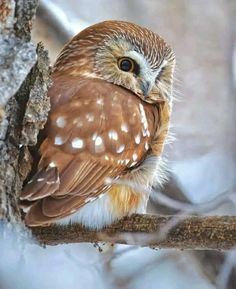 a brown and white owl sitting on top of a tree branch next to snow covered ground