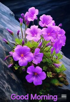 purple flowers sitting on top of a rock next to the ocean with words good morning