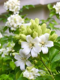 white flowers are blooming in front of a building and green leaves on the branches