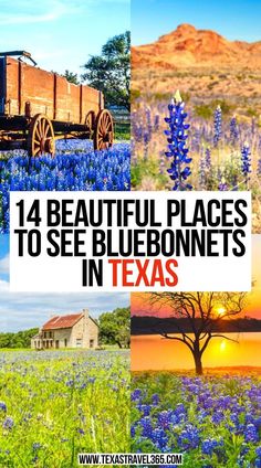 14 Beautiful Places to See Bluebonnets in Texas Texas Places To Visit, Texas Road Trips, Book Locations, Bluebonnets Texas, Ennis Texas, Usa Vacations, Texas Weekend Getaways, Things To Do In Texas, Texas Trip