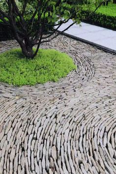 a small tree in the middle of a cobblestone path with grass growing between it