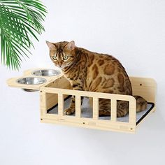 a cat sitting on top of a wooden shelf next to a bowl and water dish