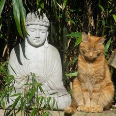 an orange cat sitting next to a buddha statue in front of some plants and bushes