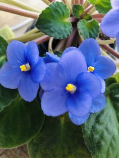 some blue flowers are growing in a pot