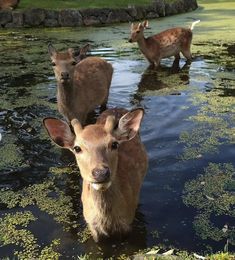 three deer are wading in the water together