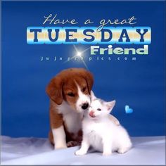 a dog and cat are sitting together in front of a blue background that says have a great tuesday friend