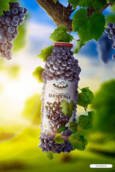 a bottle of wine hanging from a tree with grapes growing on it's branches