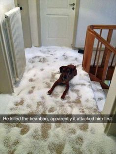 a brown dog laying on top of a white rug next to a radiator