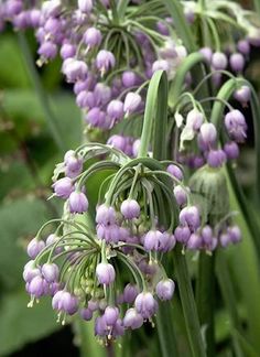 purple flowers are blooming in the garden