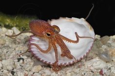 an octopus sitting on top of a shell