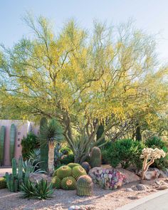 a cactus garden with many different types of cacti and trees in the background