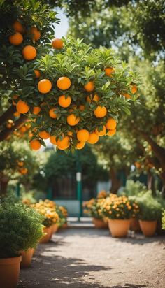 an orange tree with lots of oranges hanging from it's branches in a garden